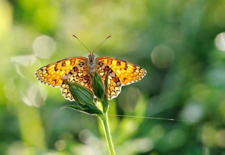 WINGS OF GOLD - butterflies, webs, golden, flowers, gardens, green