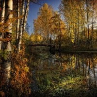 REFLECTIONS IN THE FOREST