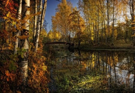 REFLECTIONS IN THE FOREST - lakes, autumn, trees, shadows, rivers, waterscapes, bridges