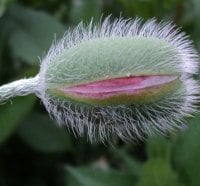 member of the poppy Family