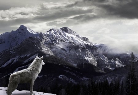 Wolf in the mountains - wolf, predator, mountain, snow, animal