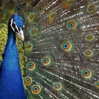 Peacock (BBC nature)