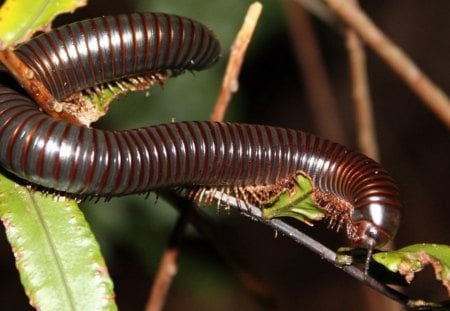 Giant millipede of Seychelles - giant, animal, millipede, endangered, leaf, seychelles