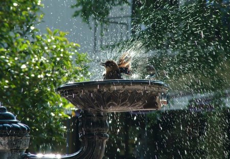 TAKING A BATH - droplets, trees, birdbath, rain, refreshing, sprinkler, gardens