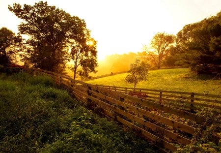 Meadow at sunrise - pretty, yellow, summer, grass, sunrise, countryside, lvoely, field, golden, nice, sunlight, trees, beautiful, slope, morning, fence, nature, sunset, rays, shine