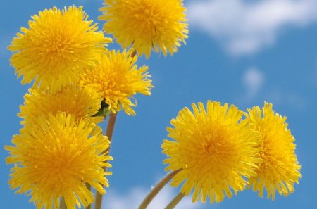 YELLOW POM-POMS - bright, dandelions, sky, yellow, blue, summer, flowers, plants