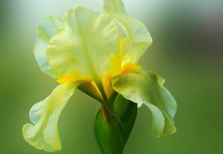 SWEET YELLOW - bearded iris, blooms, gardens, irises, iris, regal