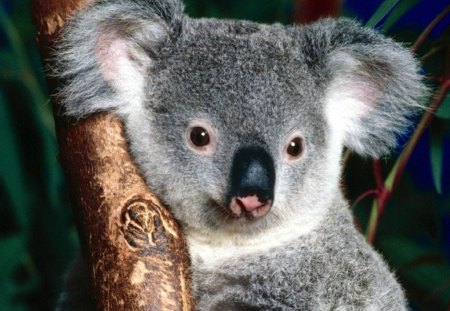 PERFECTLY POSED - koala, marsupials, juveniles, wildlife, australia