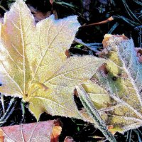 Frosty Fall Morning