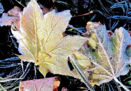 Frosty Fall Morning - grass, leaves, fall, ice, nature, autumn, cold, frost, leaf