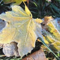 November Frost On Autumn