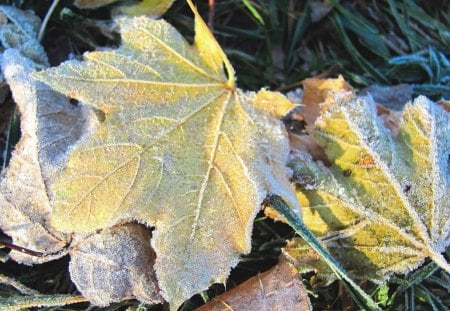 November Frost On Autumn - ice, nature, cold, frost, grass, forest, leaf, leaves