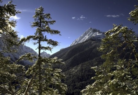 the winter in the mountains ... - sky, hills, trees, snow, blue, pine, winter, mountains