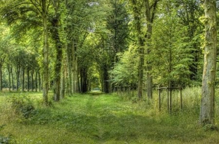 Row of Trees - forest, path, row, leaves, daylight, grass, field, trees, nature, day, green