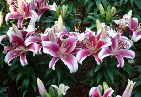 Pink Lily - flowers, nature, pink, lily