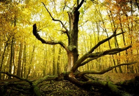 Dead Tree Trunk - nature, autumn, trees, forests, dead tree, beautiful, trunk