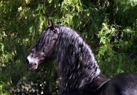 Baroque Beauty - horses, holland, dutch, friesian, black