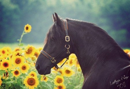 Friesian Among Sunflowers - holland, black, horses, dutch, friesian