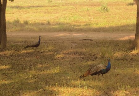 Mor and mor and mor and mor - peacock, land, grass, bird