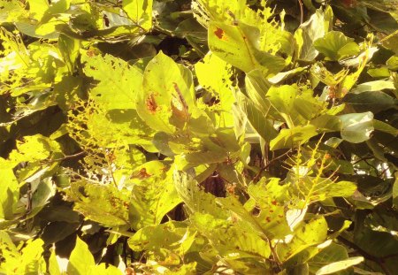 Leaves - sunlight, tree, sun, leaves