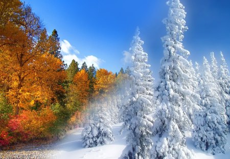 Fall to Winter - trees, winter, snow, collage, forest, leaves, fall, colorful, autumn, snowing, bright, sky, woods