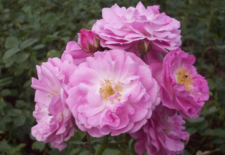 pink roses - pink roses, flowers, roses, beautful flowers