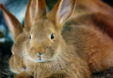 bunny - cute, rabbit, pet, bunny