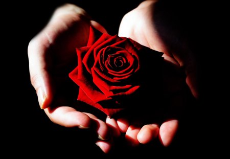 red rose - love, rose, red, hand