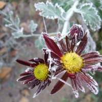 ON A FROSTY MORNING