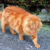 ginger cat