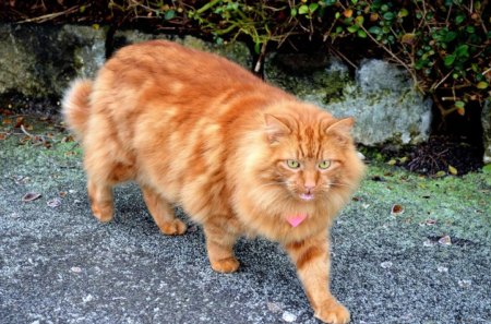 ginger cat - beautiful, cat, ginger, pet