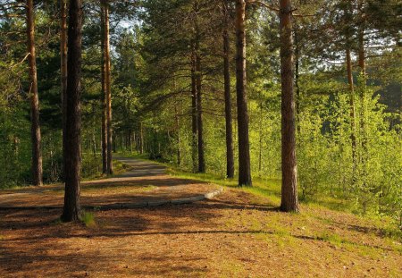 Beautiful Forest - nature, trees, forest, sun, beautiful, green