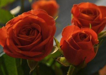 BURNT ORANGE - buds, roses, blooms, orange, gardens