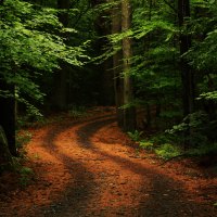 Beautiful Road Forest