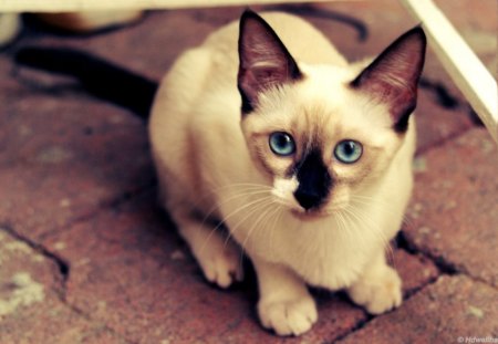 BABY BLUE EYES - pets, white, outdoors, kittens, siamese, kitties