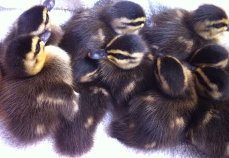 Ducklings - ducks, cute, birds, babies