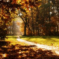 Beautiful Road Forest