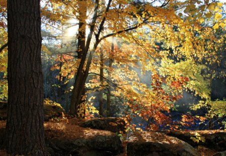 Beautiful View - nature, sky, view, autumn, trees, forest, beautiful, sunset