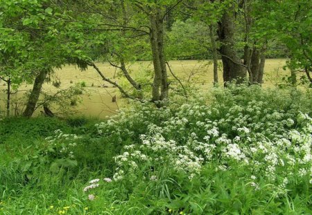 GREEN FANTASIA - fields, trees, forests, water, green, rivers, flowers