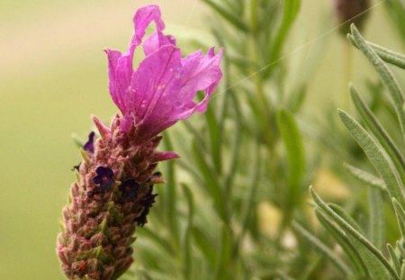 JUST LAVENDER - blooms, magenta, lavenders, gardens, herbs, plants, pink