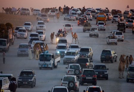 traffic jam - camels, cars, outdoors, animals