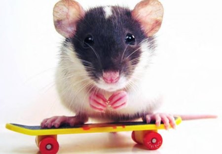 A Mouse With An Attitude - mouse, animal, skateboard, humor