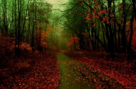 Misty Autumn - nature, autumn, trees, leaves, misty