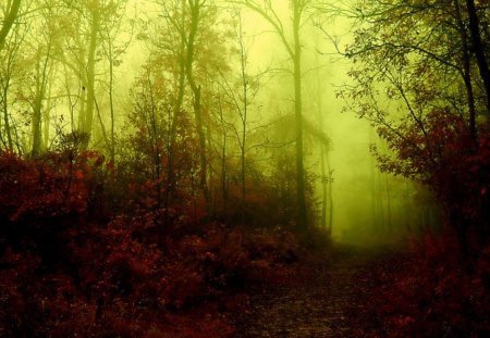 Through the forest in Fogs - misty, forest, nature, fog