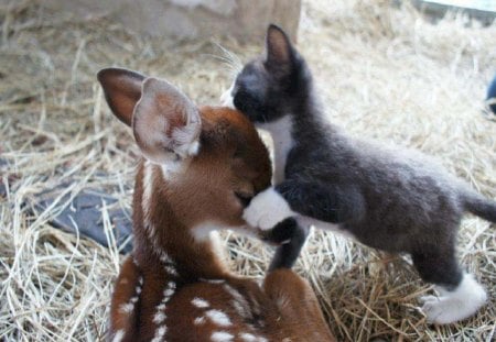 Hello My Friend - cats, animals, fawn, deer, other, kitten