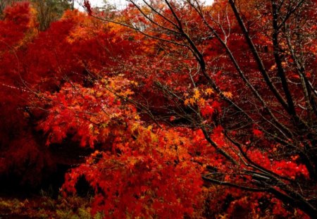 Rainy Autumn - trees, nature, rainy, autumn