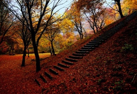 Autumn Leaves - nature, leaf, leaves, autumn