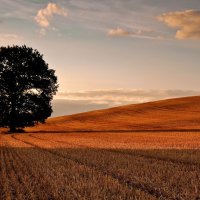 The Tree In The Golden Fields