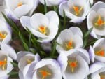 The White Crocus