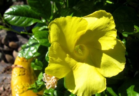 Yellow flower - flower, sunny, yellow, flowerpot